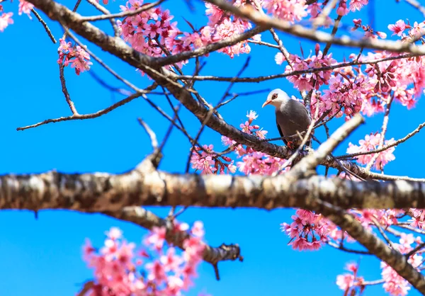 White-headed Bulbul bird  on twig of sakura — Stock Photo, Image