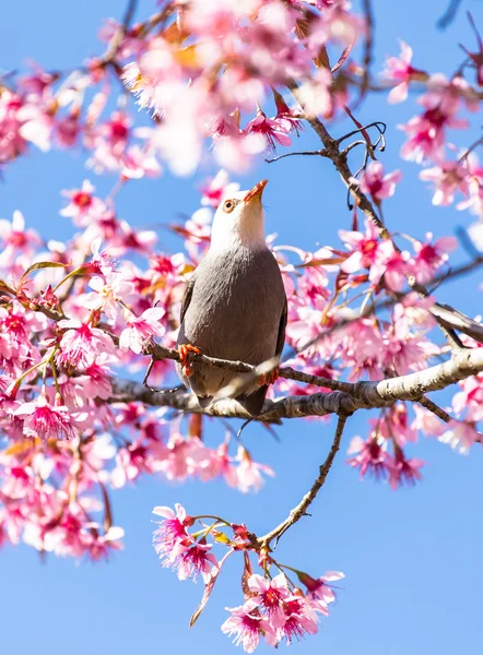 White-headed Bulbul bird  on twig of sakura — Stock Photo, Image