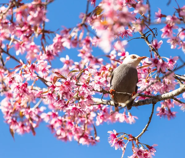 White-headed Bulbul bird  on twig of sakura — Stock Photo, Image