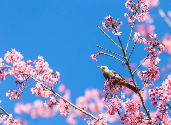 White-headed Bulbul bird  on twig of sakura — Stock Photo, Image