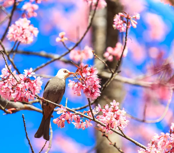White-headed Bulbul bird  on twig of sakura — Stock Photo, Image