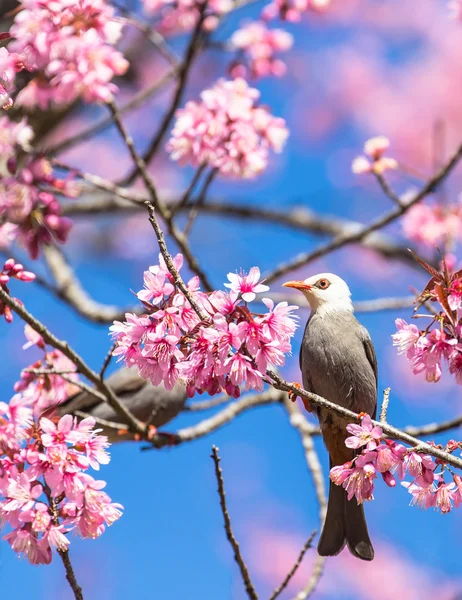 White-headed Bulbul bird  on twig of sakura — Stock Photo, Image