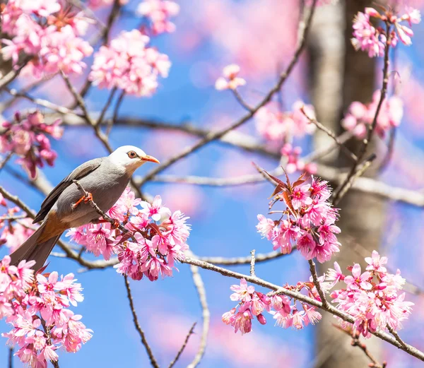 AK başlı bülbül kuşu sakura, dal üzerinde