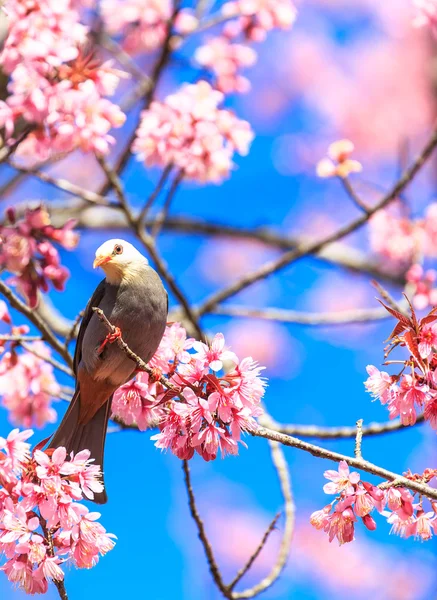 Bulbul à tête blanche oiseau sur brindille de sakura — Photo