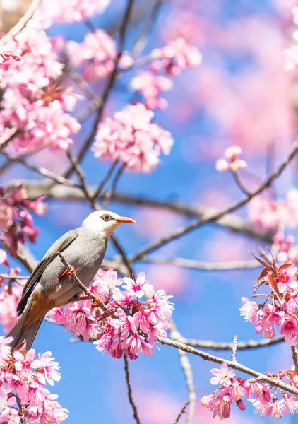 Weißkopf-Bulbul-Vogel auf Sakura-Zweig — Stockfoto