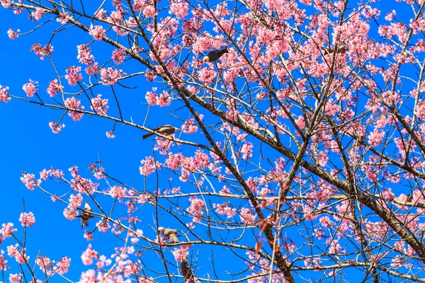 White-headed Bulbul bird  on twig of sakura — Stock Photo, Image