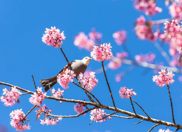 Weißkopf-Bulbul-Vogel auf Sakura-Zweig — Stockfoto