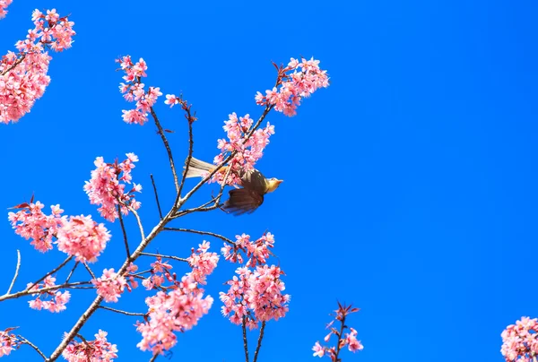 White-headed Bulbul bird  on twig of sakura — Stock Photo, Image