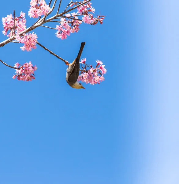 White-headed Bulbul bird  on twig of sakura — Stock Photo, Image