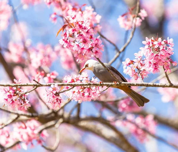 White-headed Bulbul bird on twig of cherry blossom — Stock Photo, Image