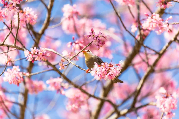 White-headed Bulbul bird on twig of cherry blossom — Stock Photo, Image