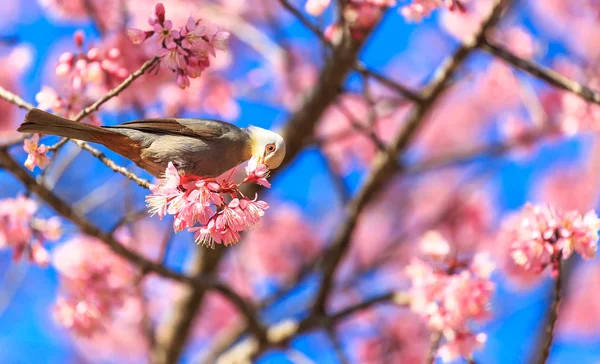 White-headed Bulbul bird on twig of cherry blossom — Stock Photo, Image