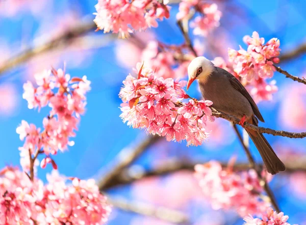 White-headed Bulbul bird on twig of cherry blossom — Stock Photo, Image