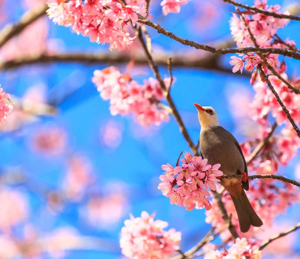 Bulbul à tête blanche oiseau sur brindille de fleur de cerisier — Photo