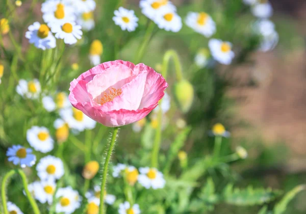 Campo de flores de amapola —  Fotos de Stock