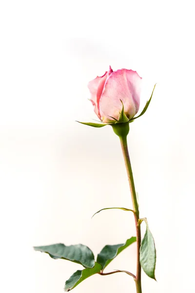 Rosa Rosenblüte — Stockfoto