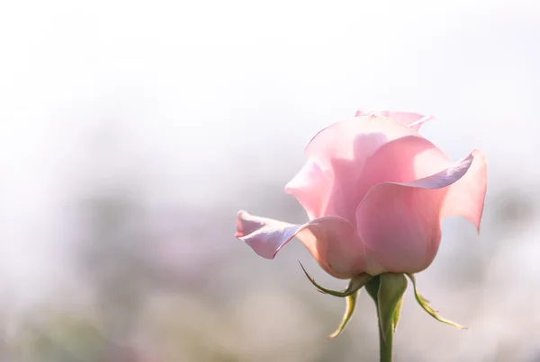 pembe gül çiçeği