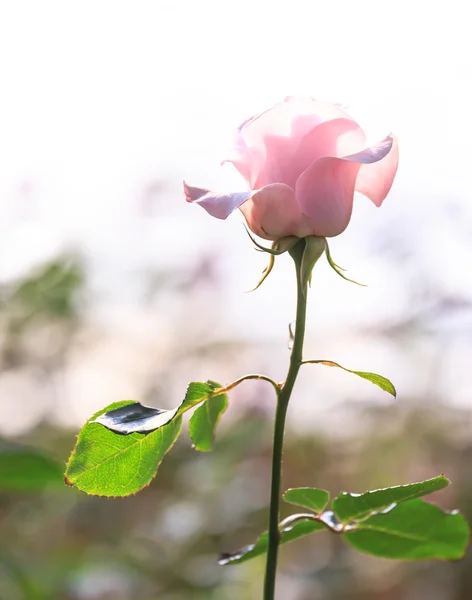 Rosa Rosenblüte — Stockfoto