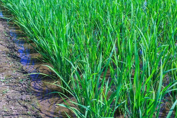 Campo di riso verde terrazzato — Foto Stock