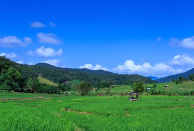 Yeşil teraslı pirinç alan dağ kaplı 