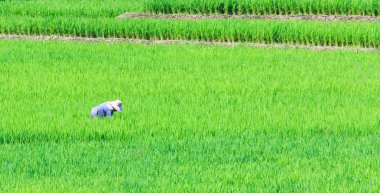 Yeşil teraslı pirinç alan dağ kaplı 