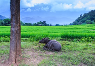 Paddy alanları yalan Buffalo