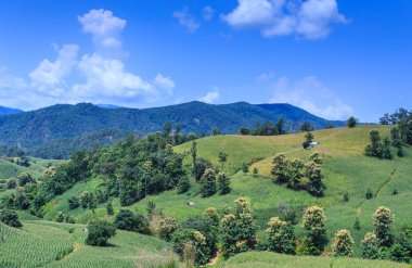 Yatay çizgili yeşil Mısır alan teraslı 