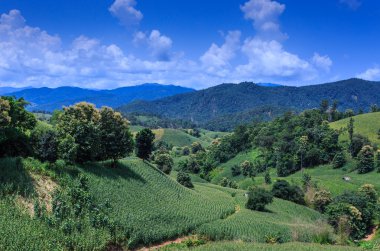 Yatay çizgili yeşil Mısır alan teraslı 