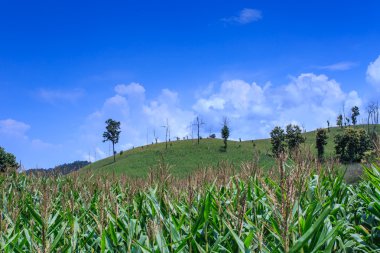 Yatay çizgili yeşil Mısır alan teraslı 