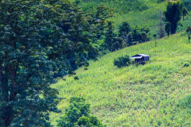 Yatay çizgili yeşil Mısır alan teraslı 
