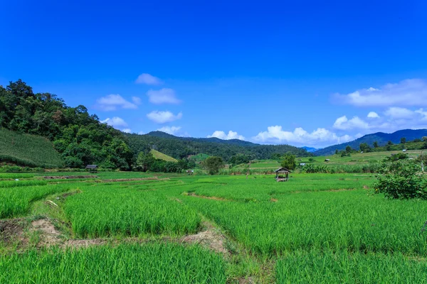 Lined Green terraced rice field on the mountain — Stock Photo, Image