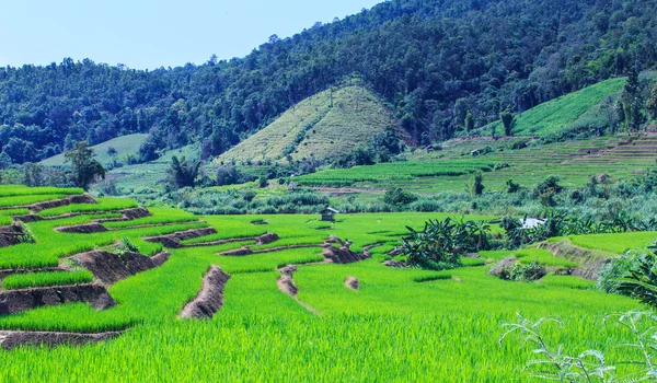 Groene terrasvormige rijst veld op de berg bekleed — Stockfoto