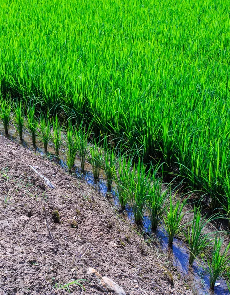 Foderato Campo di riso verde terrazzato sulla montagna — Foto Stock