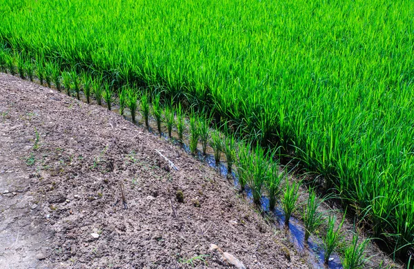 Foderato Campo di riso verde terrazzato sulla montagna — Foto Stock