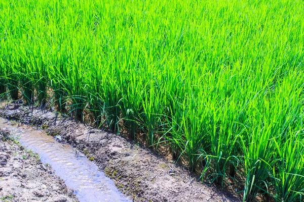 Campo di riso verde terrazzato — Foto Stock