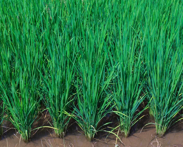 Campo di riso verde terrazzato — Foto Stock