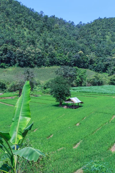 Lined Green terraced rice field on the mountain — Stock Photo, Image