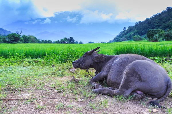 Buffalo lying along the paddy fields — Stock Photo, Image