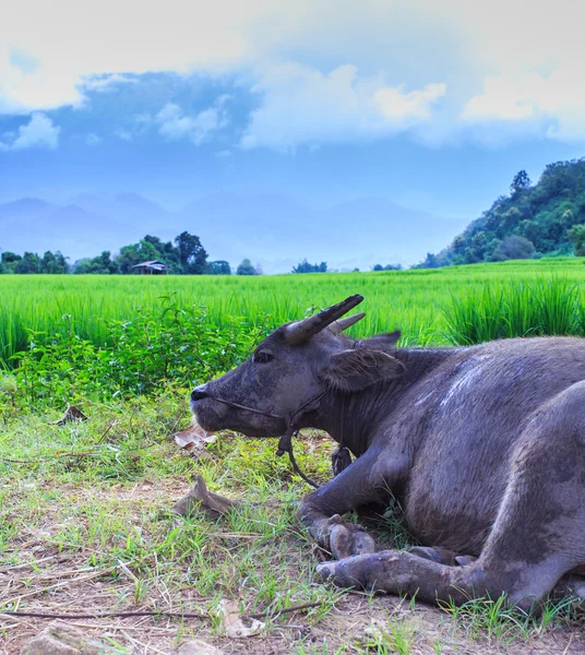 Buffalo lying along the paddy fields — Stock Photo, Image