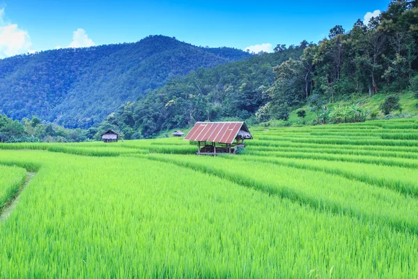 Зеленое рисовое поле на горе — стоковое фото