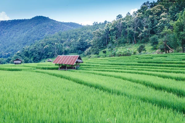 Gesäumte grüne Reisterrassenfelder auf dem Berg — Stockfoto