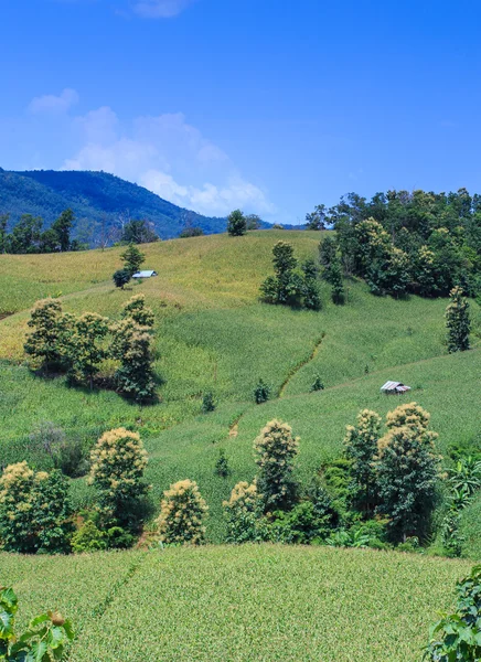 Landscape of the lined Green terraced corn field — Stock Photo, Image