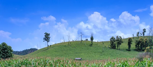 Landschap van de beklede groene terrassen maïsveld — Stockfoto