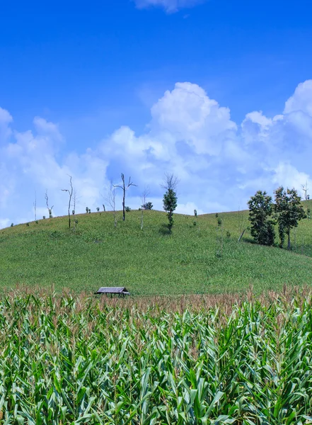 줄지어 녹색의 옥수수 밭을 계단식 — 스톡 사진
