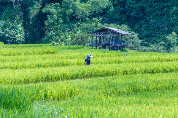 Groene terrasvormige rijst veld op de berg bekleed — Stockfoto