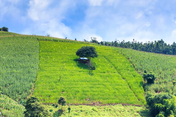 Пейзаж зеленого террасового риса и кукурузного поля — стоковое фото