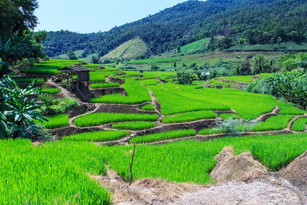 Forrado Green campo de arroz com terraços na montanha Fotografia De Stock