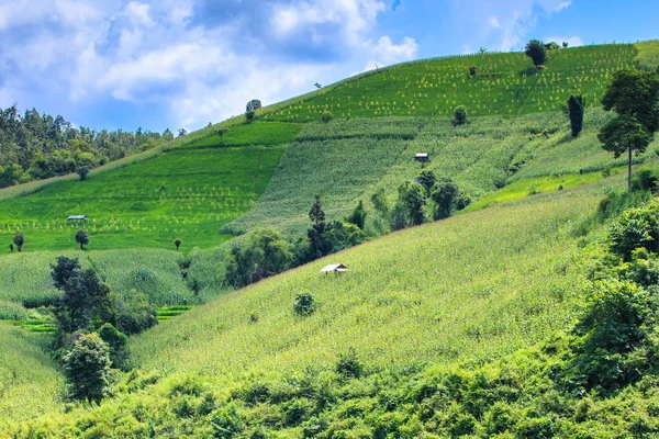 Paisagem do campo de arroz e milho forrado em terraços verdes — Fotografia de Stock