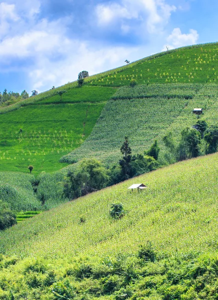 Paysage de la rizière en terrasses verte bordée et champ de maïs — Photo