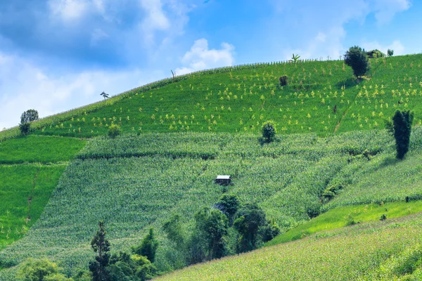 Landscape of the lined Green terraced rice and corn field — Stock Photo, Image